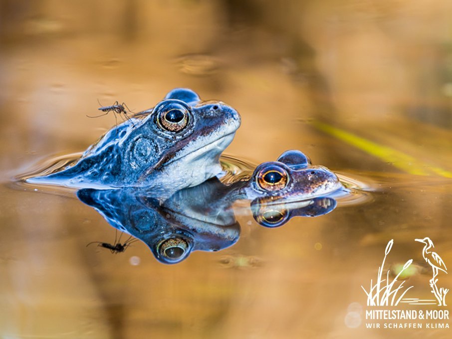 Blaue Frösche im Moor